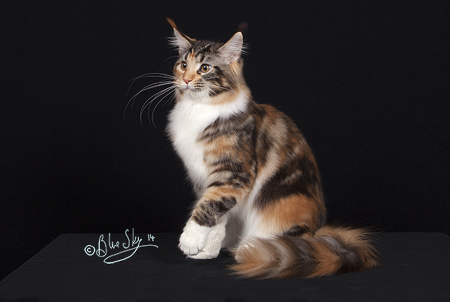 SRmainecoon